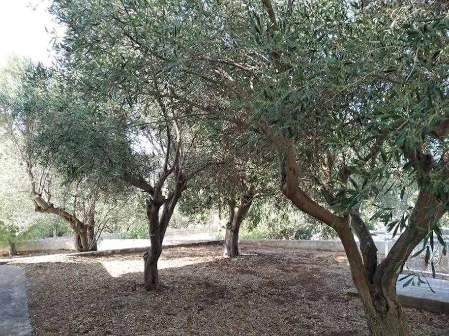 White Villa In Olive Trees And Seaview To Panagia Almiropotamos Ngoại thất bức ảnh