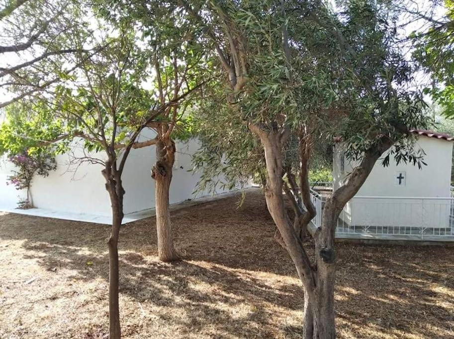 White Villa In Olive Trees And Seaview To Panagia Almiropotamos Ngoại thất bức ảnh